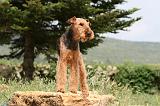 AIREDALE TERRIER 345